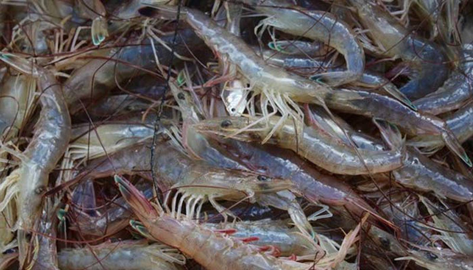 South Carolina shrimp harvest opens fully Wednesday Lowcountry Weekend