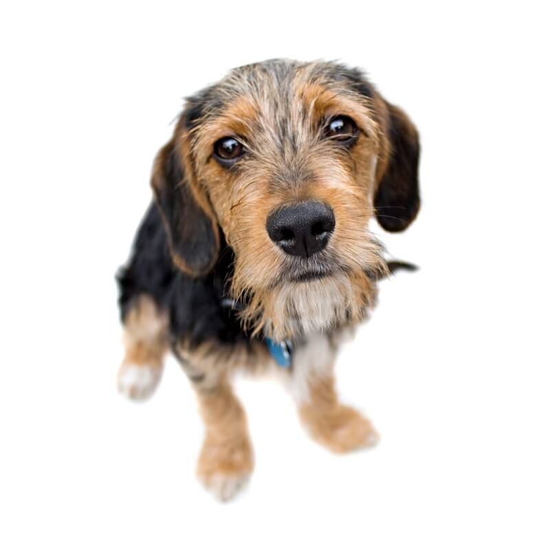 Celebrate National Make a Dog’s Day
