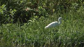 Birding event “A Big Sit” coming to James Island County Park 