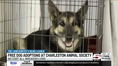 VIDEO: Free dog adoptions all weekend at Charleston Animal Society