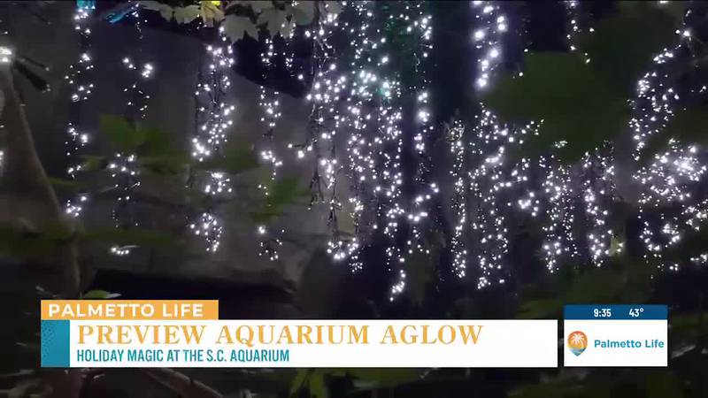 VIDEO: Preview of the holiday magic at Aquarium Aglow