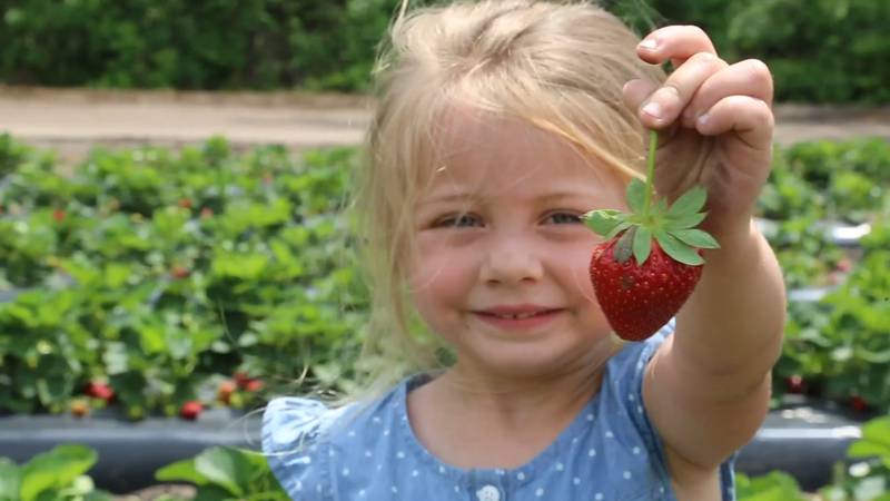 Enter for your chance to win a Strawberry Festival Fun Pack Combo