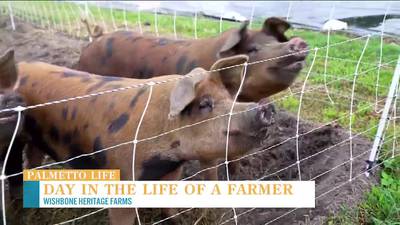 VIDEO: A day in the life of a Lowcountry farmer