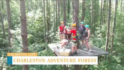 VIDEO: A chance to soar above the trees
