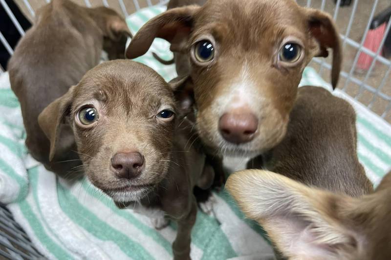 Free dog adoptions all weekend at Charleston Animal Society