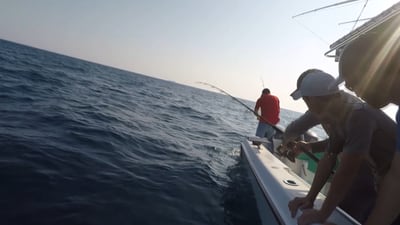 Dolphins, fish and Blue Angels: a weekend full of Lowcountry events