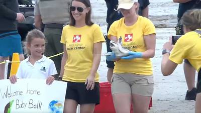 WATCH: South Carolina Aquarium releases 3 sea turtles back into ocean