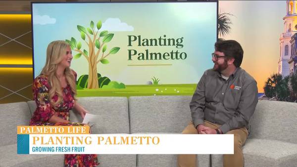 VIDEO: Tips and tricks for growing fruit