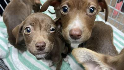 Free dog adoptions all weekend at Charleston Animal Society