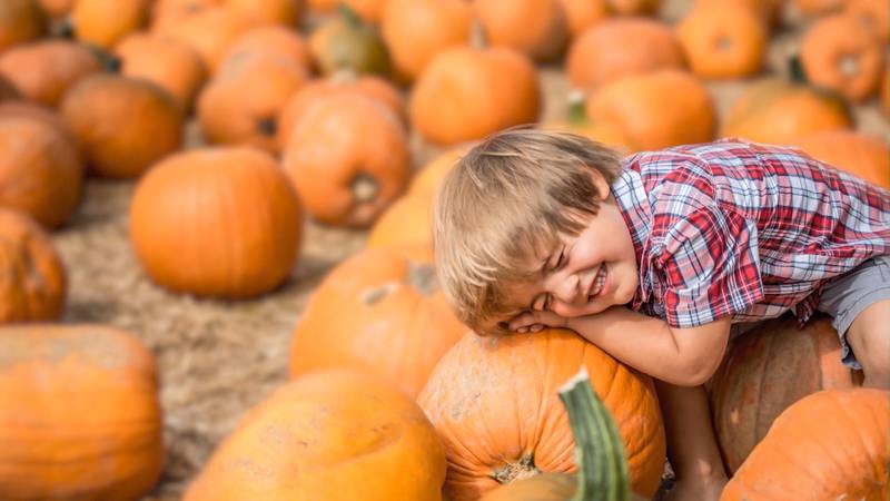 Boone Hall’s Pumpkin Patch is back this fall!