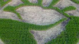 Get a bird’s eye view of Boone Hall’s corn maze!