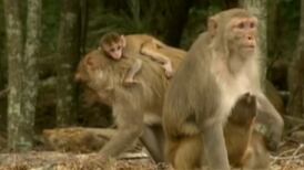Do you know about South Carolina’s “Monkey Island”?