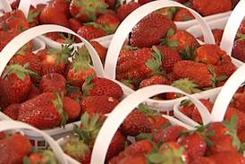 A double dose of the Strawberry Festival starts this weekend
