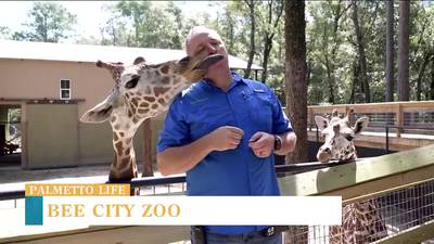 VIDEO: Get up-close and personal with furry and not-so-furry animals at Bee City Zoo