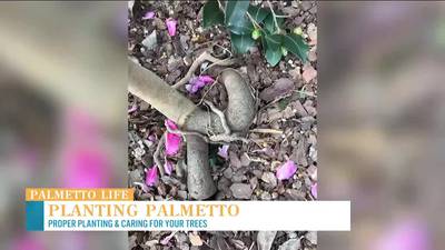 VIDEO: Planting Palmetto: How to plant and care for your trees